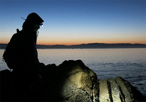 Most of Schiebelhut's doctoral fieldwork was done on rocky shores in California.