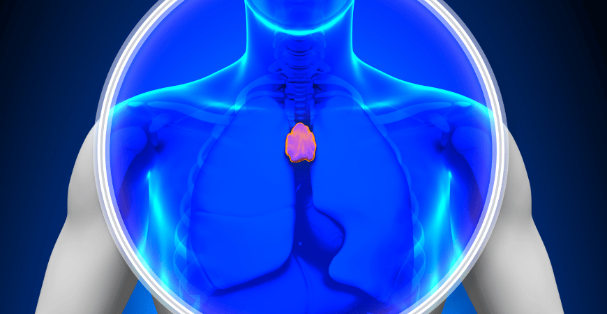 Photo is a graphic depiction of the thymus gland.